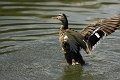 mallard, mallards, ducks,-4